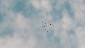 Un du sol, un groupe de seize parachutistes en wingsuit volent près des uns des autres dans le ciel pour former l’image d’un oiseau.